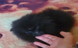 Pomeranian dogs for sale: Butterball - Image 4