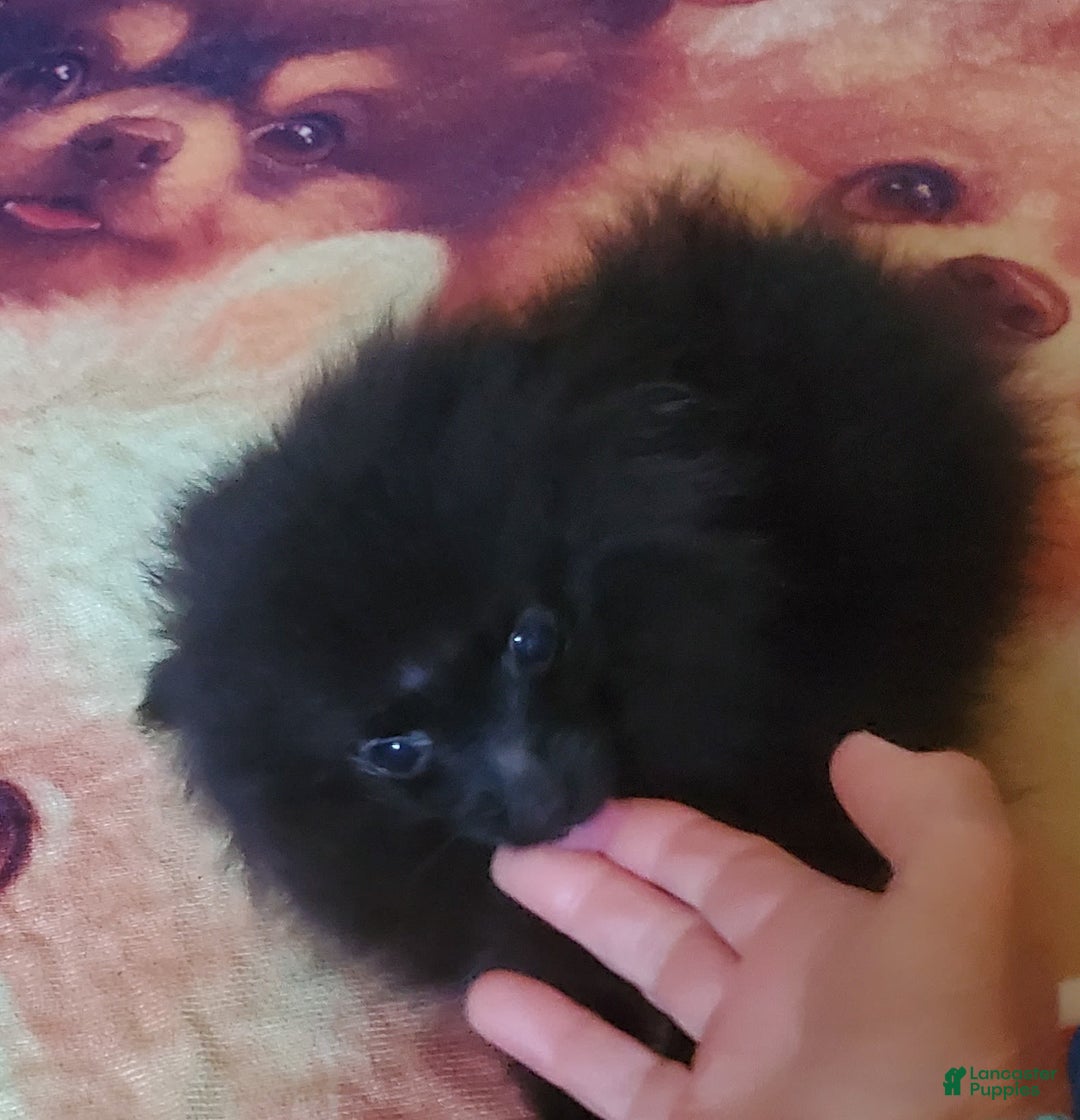 Pomeranian dogs for sale: Butterball - Image 4
