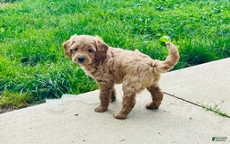 Mini Goldendoodle dogs for sale: Donut - Image 2