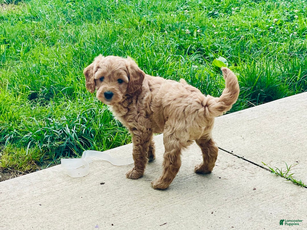 Mini Goldendoodle dogs for sale: Donut - Image 2
