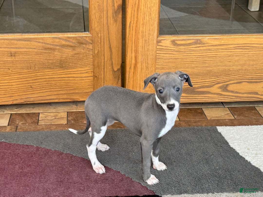 Italian Greyhound dogs for sale: KK - Image 1