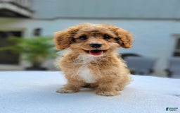 Cavapoo dogs for sale: Poppy - Image 8