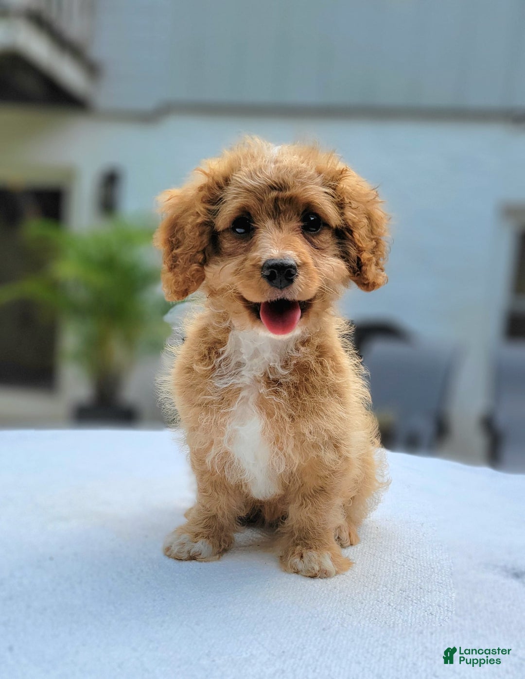 Cavapoo dogs for sale: Poppy - Image 8