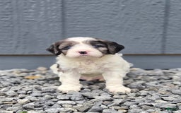 Cavapoo dogs for sale: Tucker - Image 2