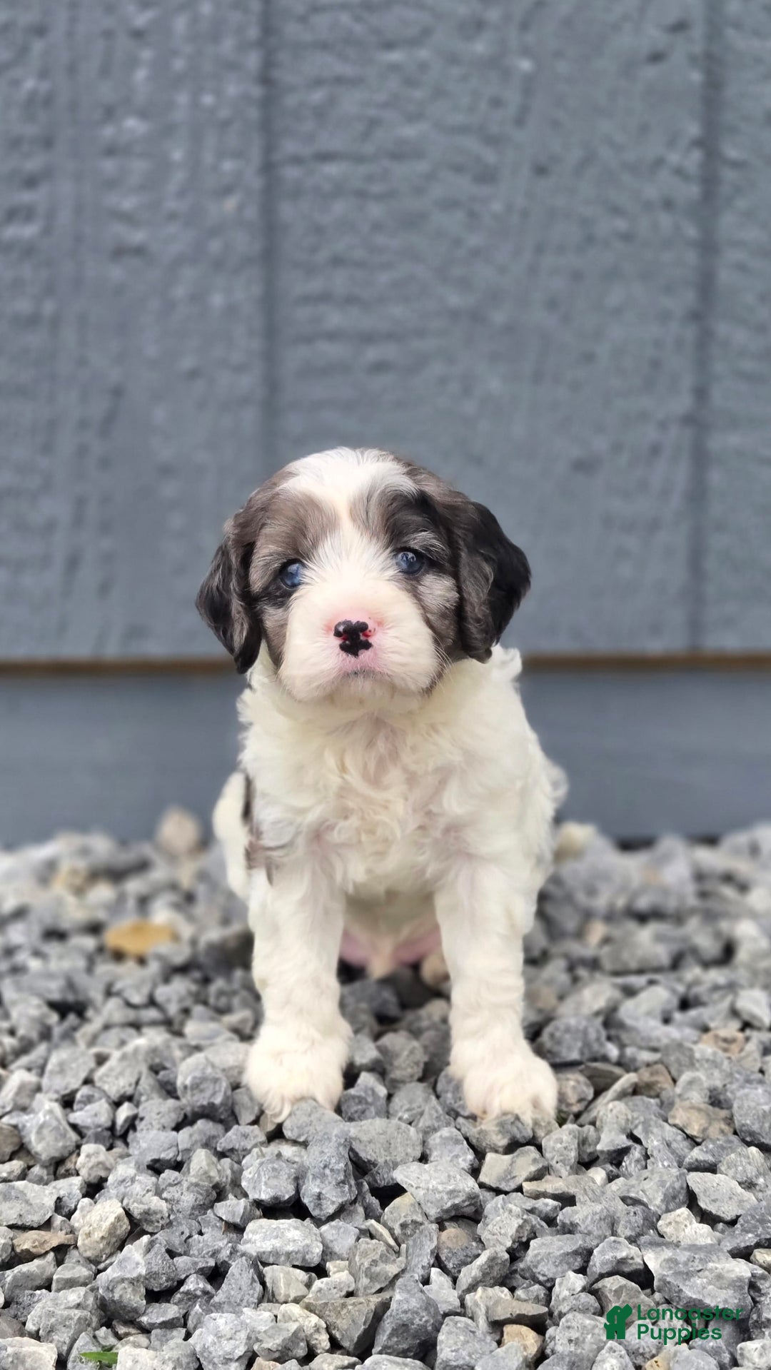 Cavapoo dogs for sale: Tucker - Image 2