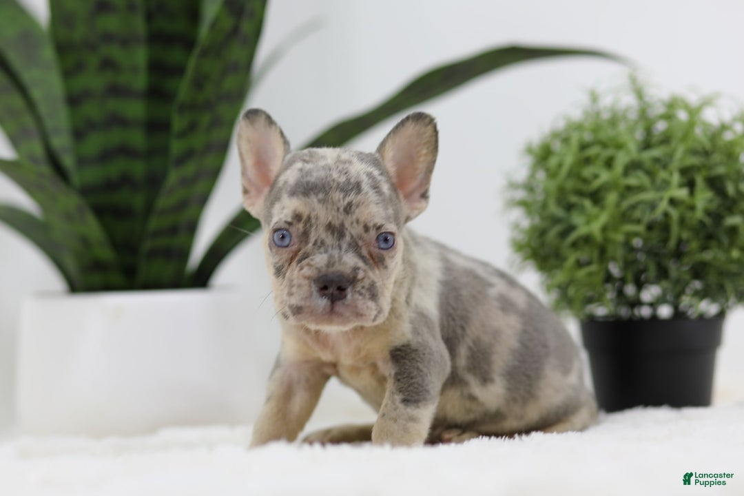 French Bulldog dogs for sale: French Bulldog 5 puppies - Image 10