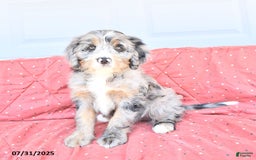 Miniature Bernese Mountain Dog dogs for sale: Sunflower - Image 2