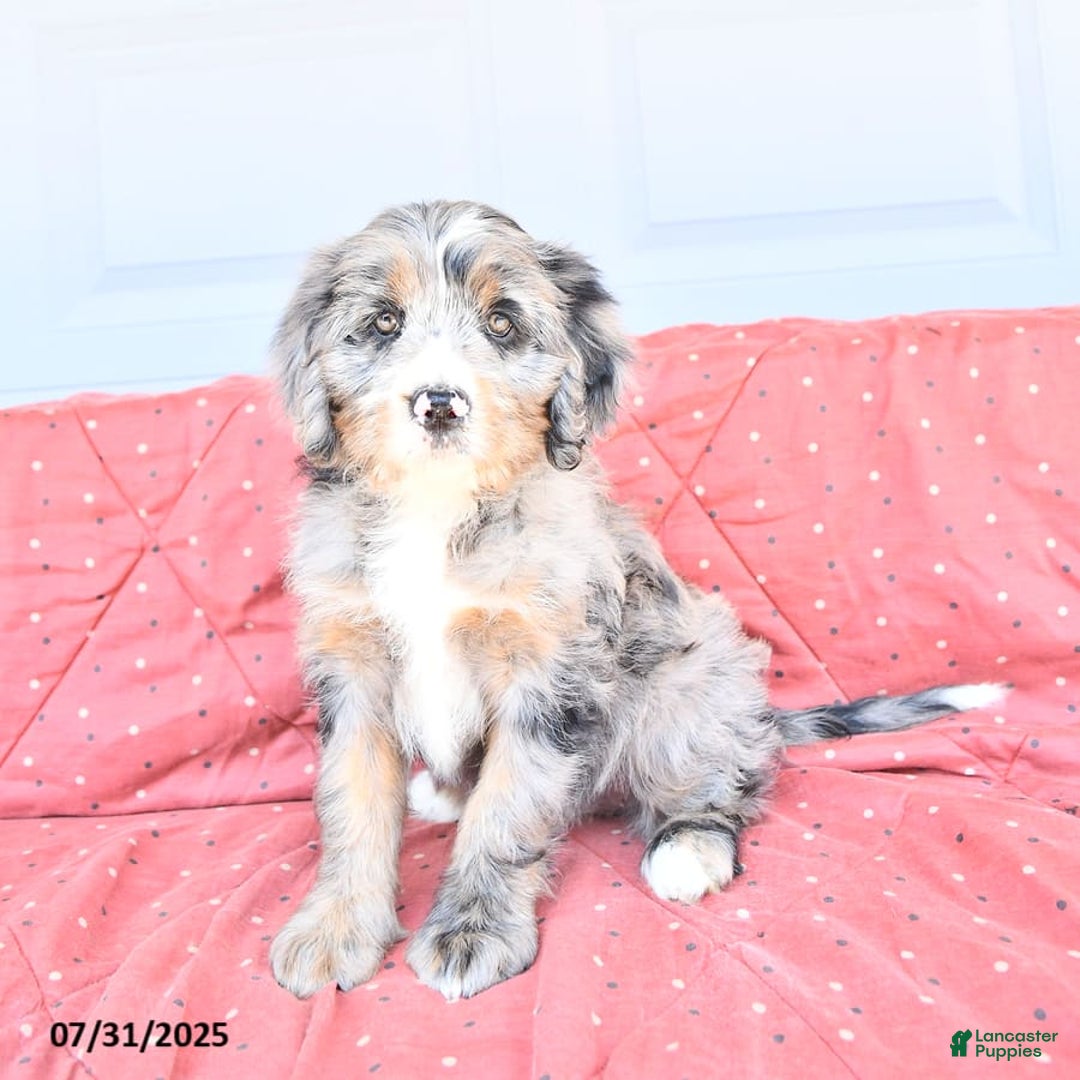 Miniature Bernese Mountain Dog dogs for sale: Sunflower - Image 2