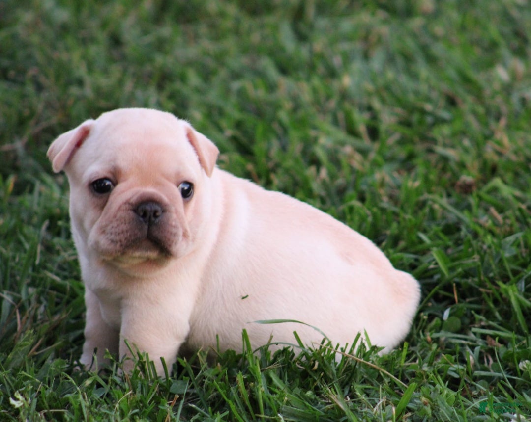 French Bulldog dogs for sale: Lincoln - Image 10