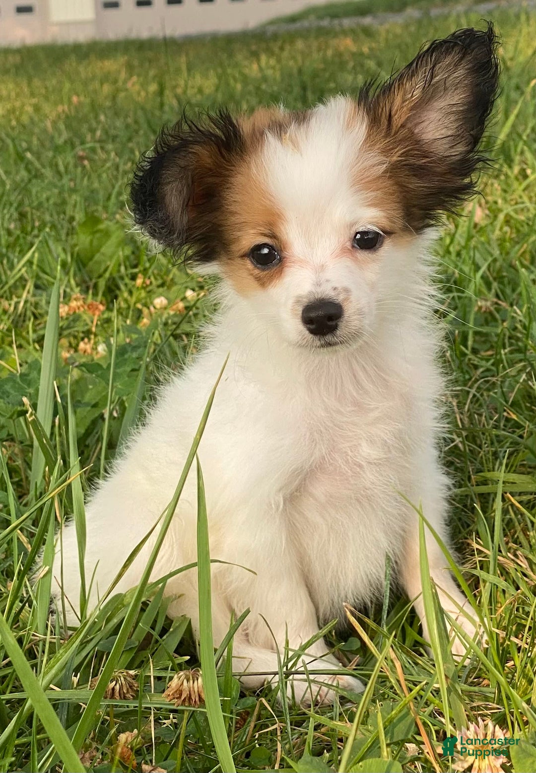 Papillon dogs for sale: Rita - Image 1