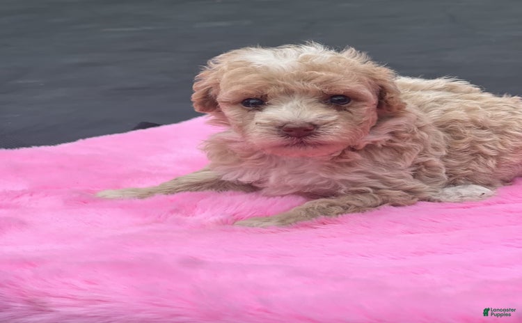 Miniature Poodle dogs for sale - Ad 2