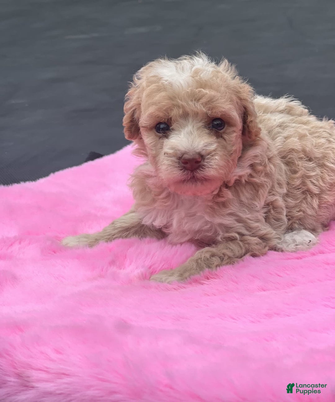 Miniature Poodle dogs for sale: Dexter - Image 1