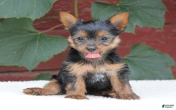 Yorkshire Terrier dogs for sale: Molly - Image 1