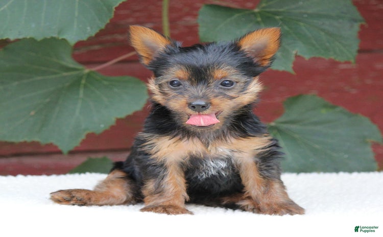 Yorkshire Terrier dogs for sale - Ad 2