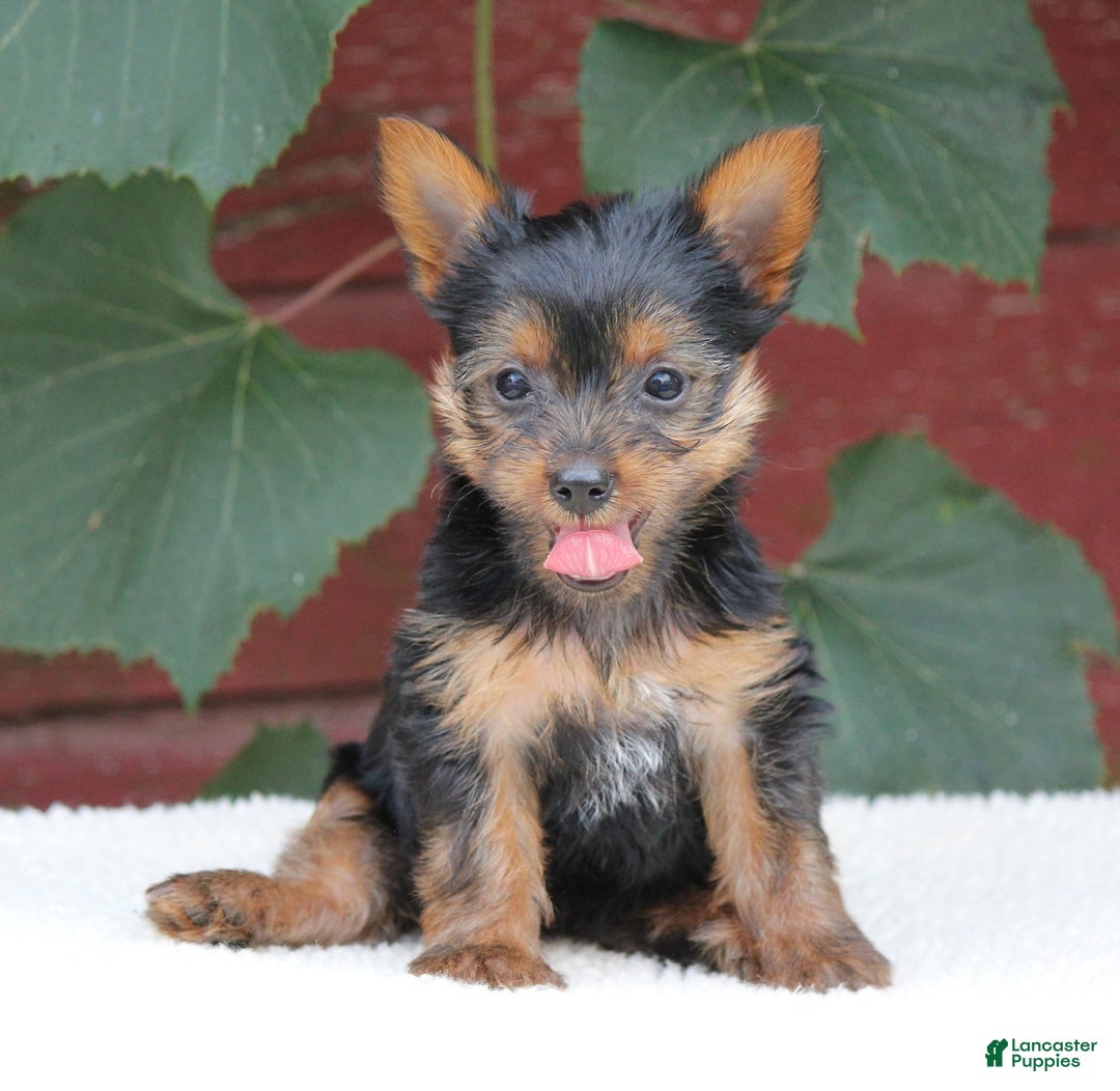 Yorkshire Terrier dogs for sale: Molly - Image 1
