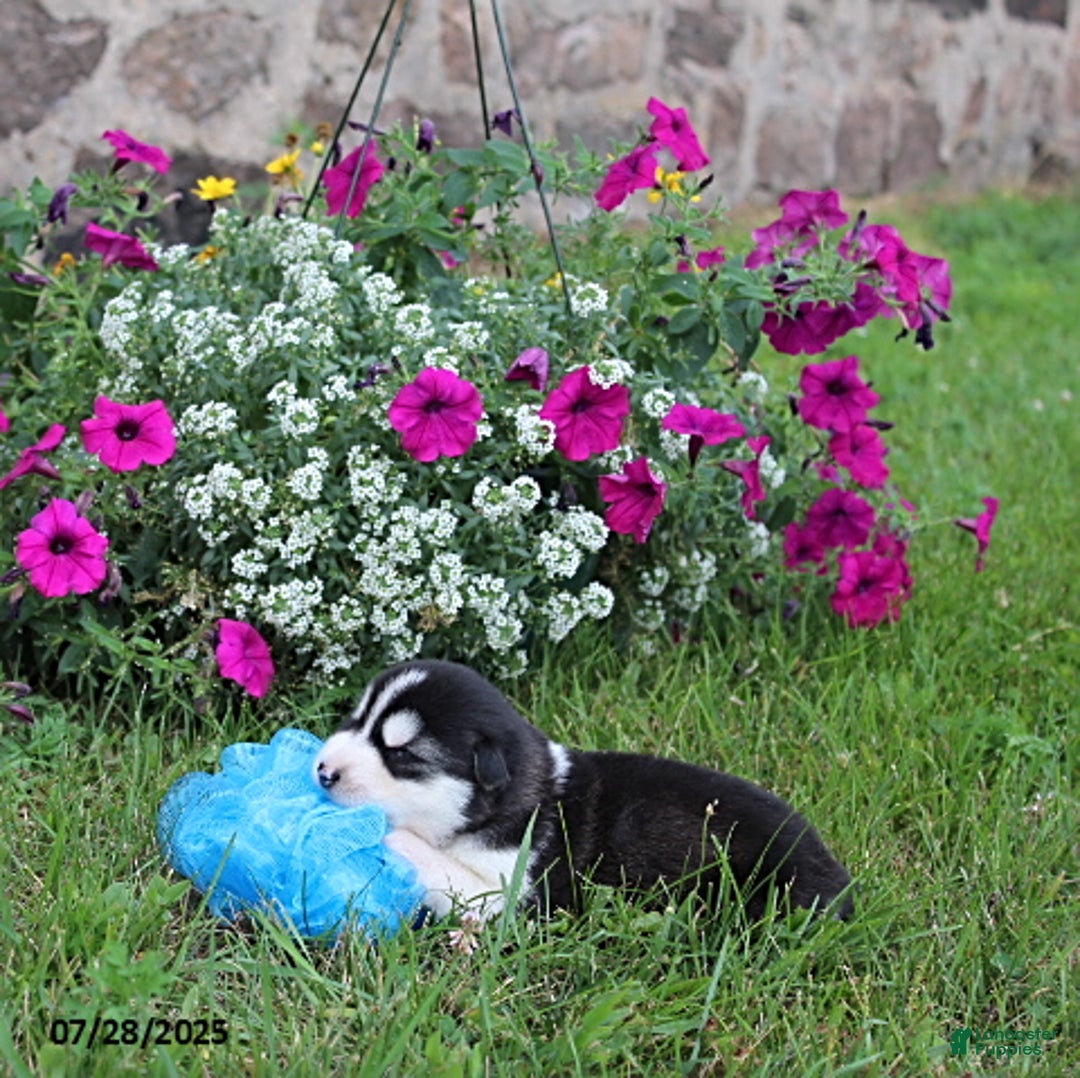 Alaskan Malamute dogs for sale: Luna - Image 3