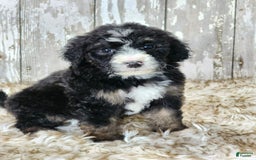 Bernedoodle dogs for sale: Christa - Image 4