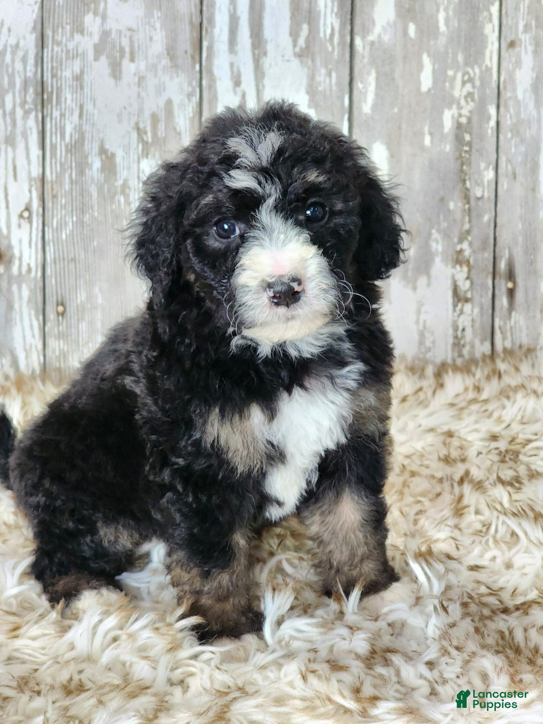 Bernedoodle dogs for sale: Christa - Image 4