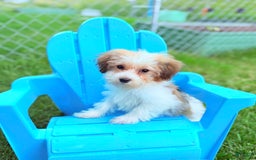 Havanese dogs for sale: Fefe Chanel - Image 1