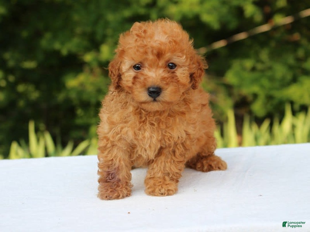 Miniature Poodle dogs for sale: Alivia - Image 10