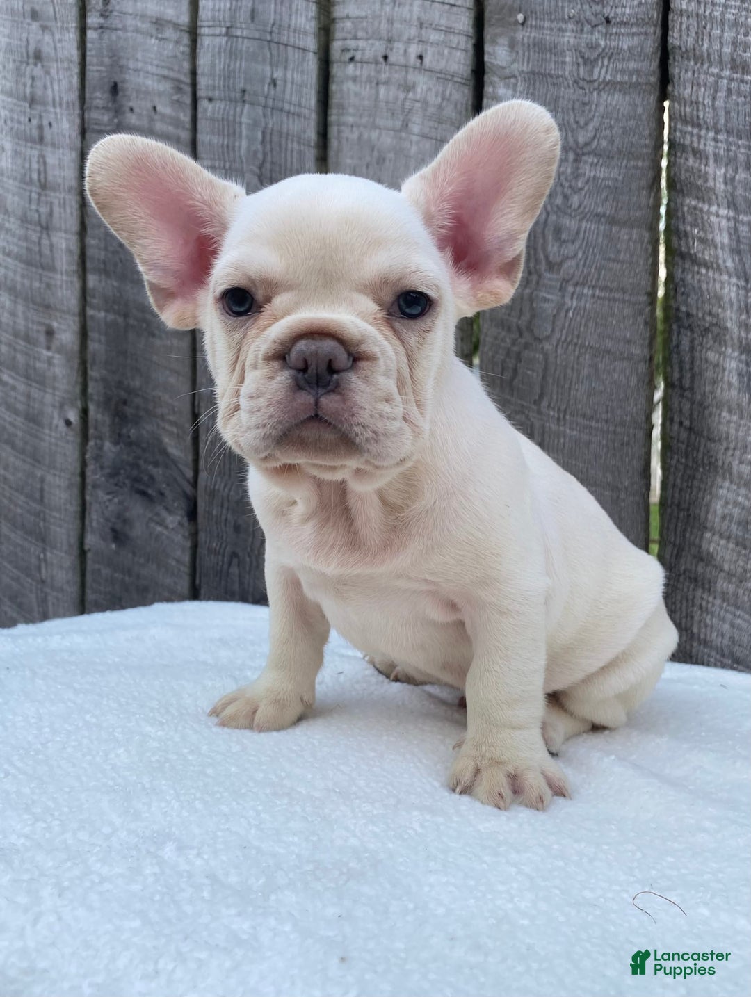 French Bulldog dogs for sale: Drew - Image 7