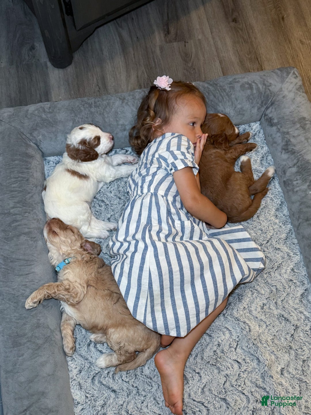Goldendoodle dogs for sale: Alice - Image 2