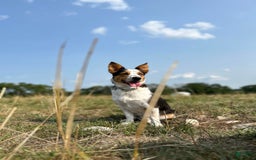 American Corgi dogs for sale: Pink - Image 4
