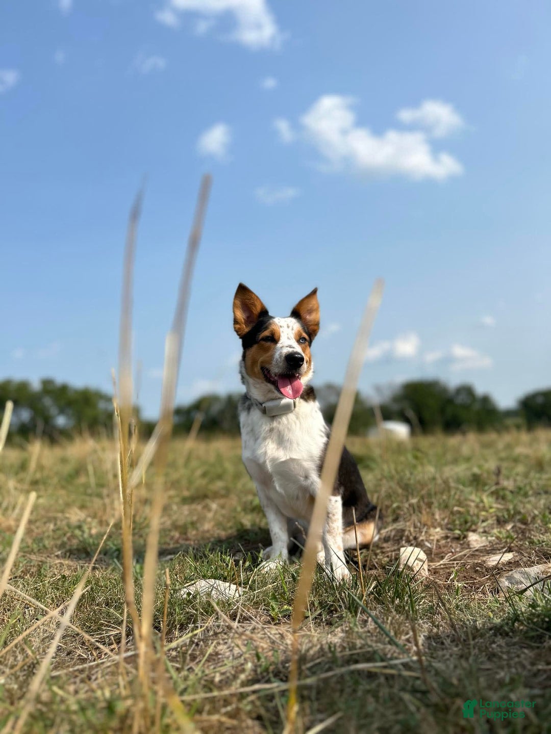 American Corgi dogs for sale: Pink - Image 4