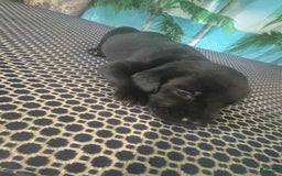 Labrador Retriever dogs for sale: Rizz - Image 1