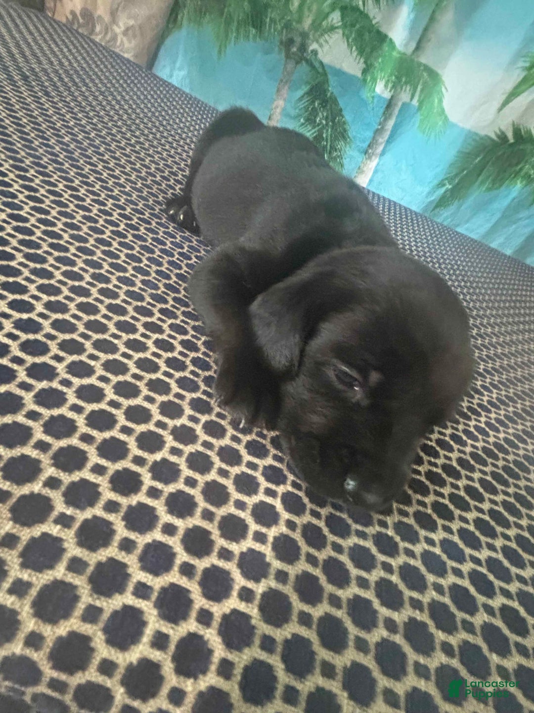 Labrador Retriever dogs for sale: Rizz - Image 1