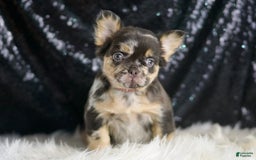 French Bulldog dogs for sale: Truffle - Image 1