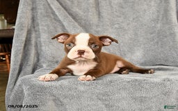 Boston Terrier dogs for sale: Marley - Image 5
