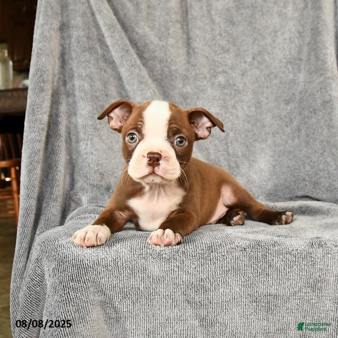Boston Terrier dogs for sale: Marley - Image 5
