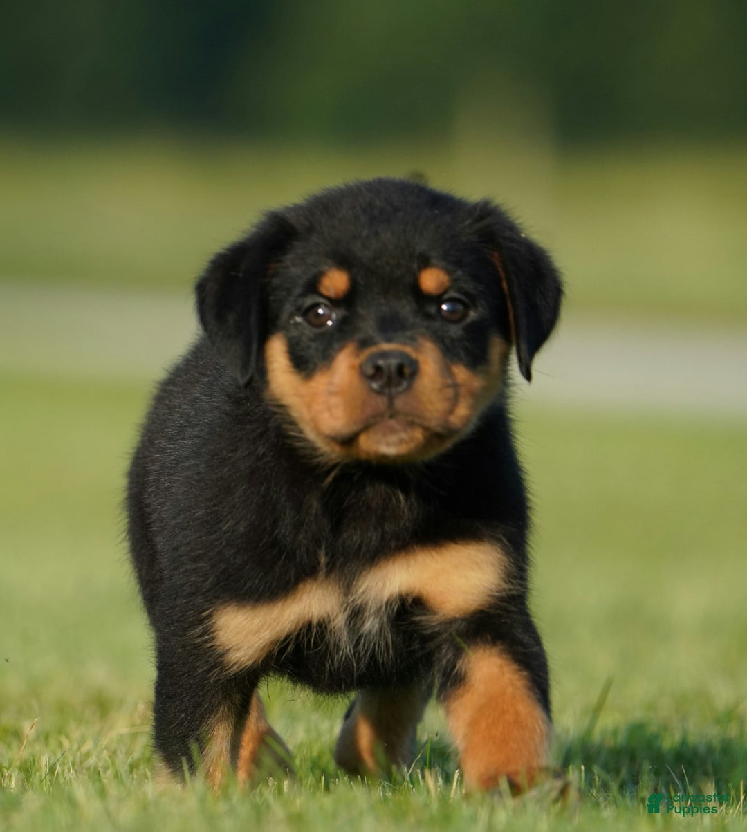 Rottweiler dogs for sale: Sally - Image 3