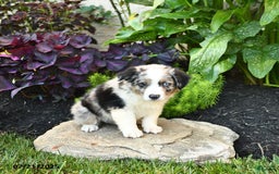 Miniature Australian Shepherd dogs for sale: Hank - Image 8