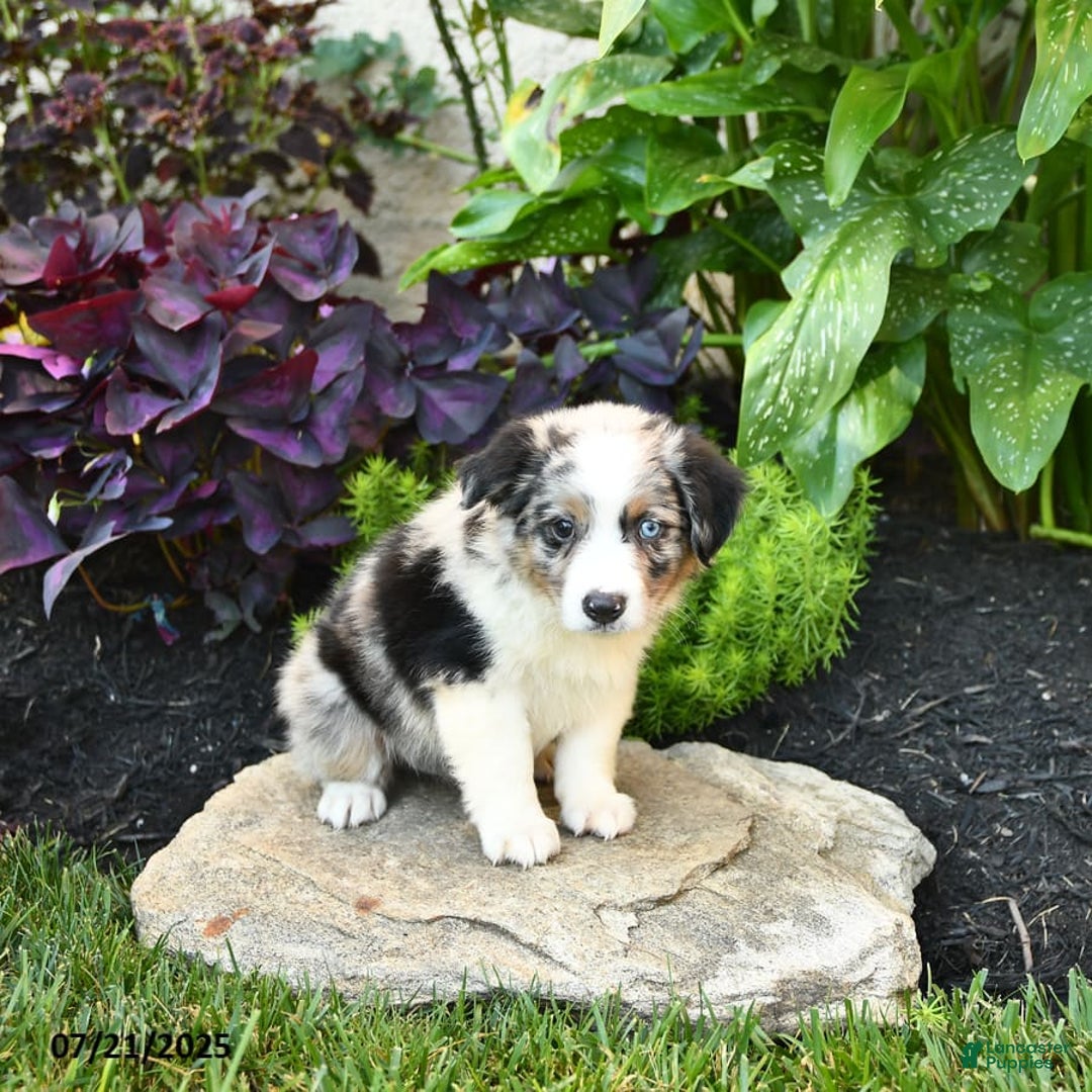 Miniature Australian Shepherd dogs for sale: Hank - Image 8