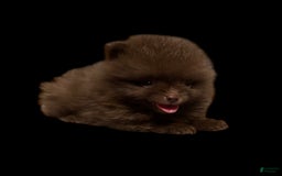Pomeranian dogs for sale: Twix - Image 5