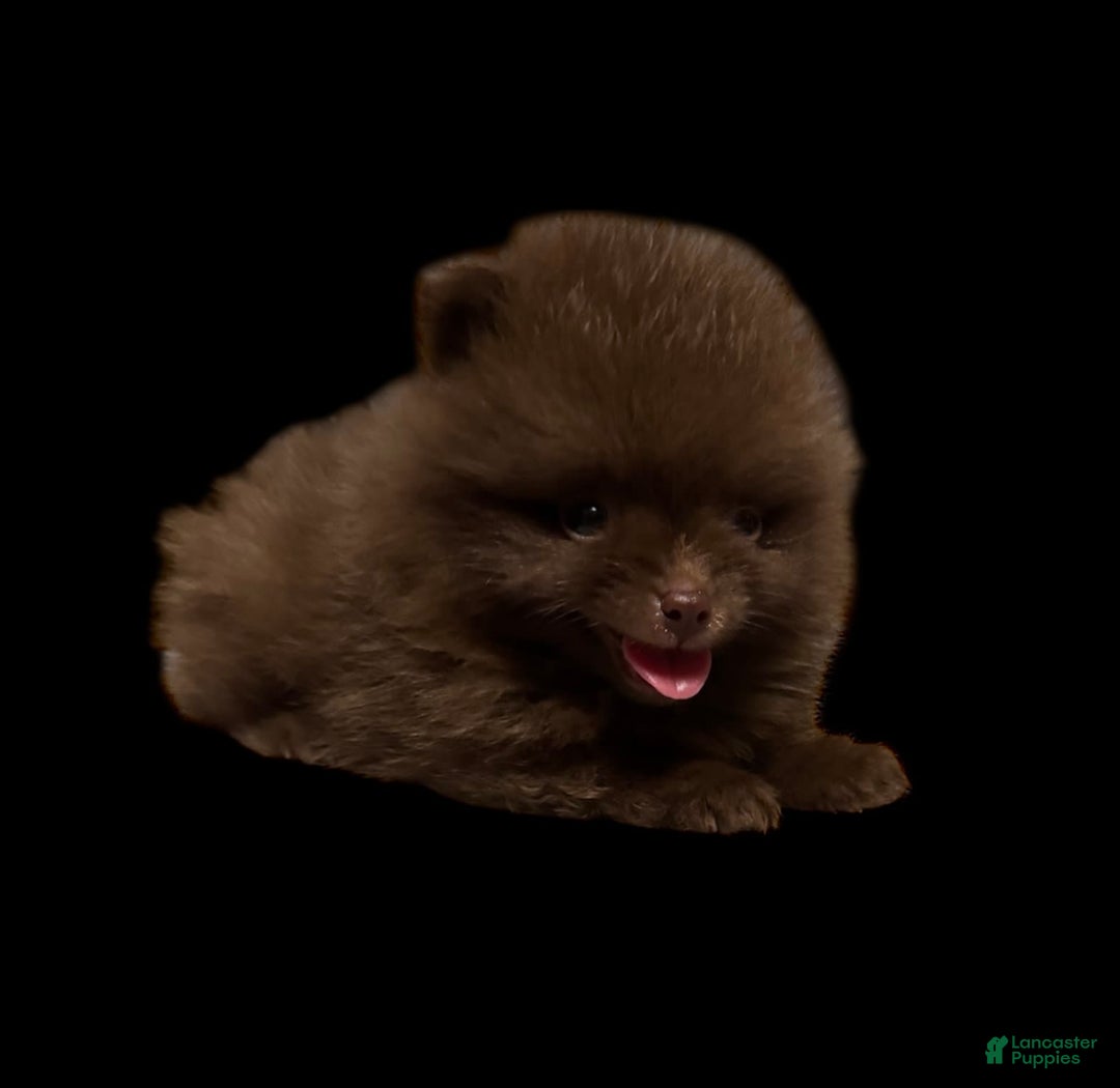 Pomeranian dogs for sale: Twix - Image 5