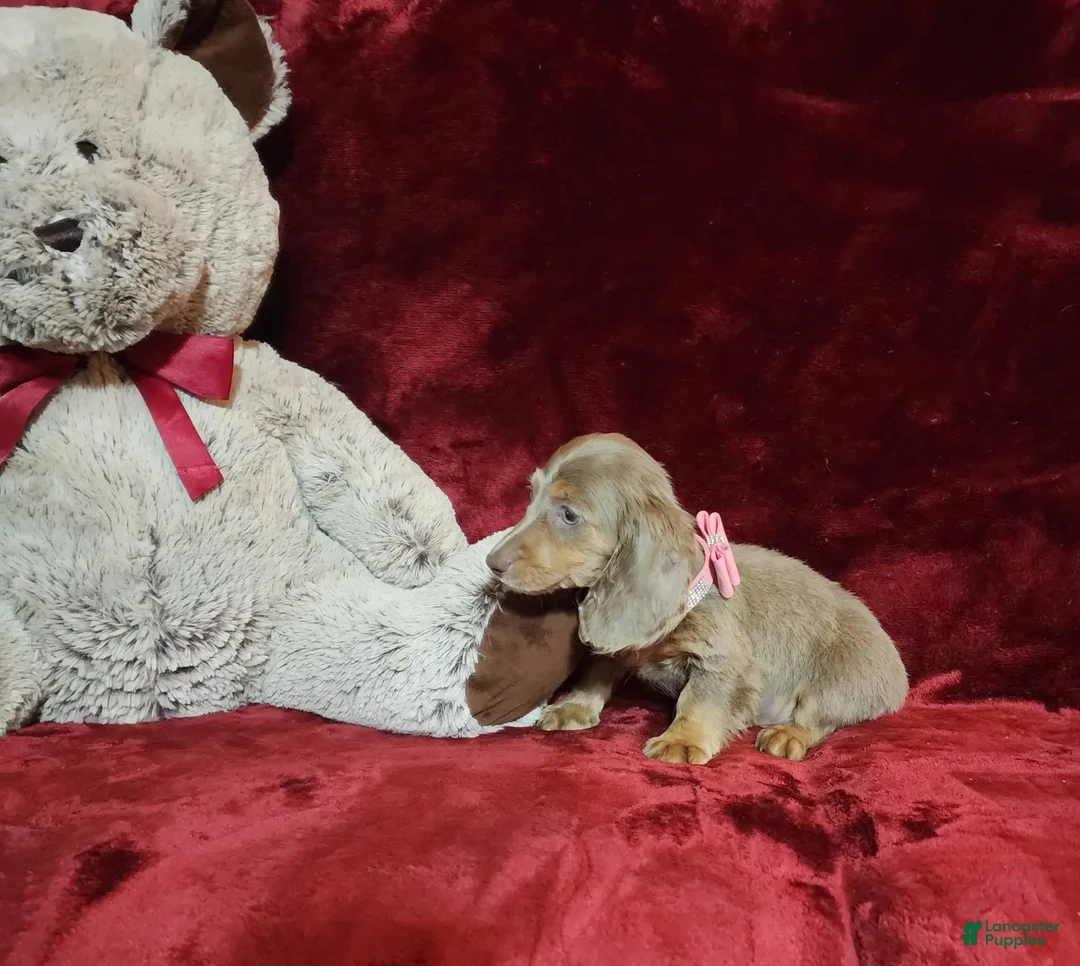 Miniature Dachshund dogs for sale: LATTE - Image 8