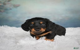 Miniature Dachshund dogs for sale: Miles - Image 8