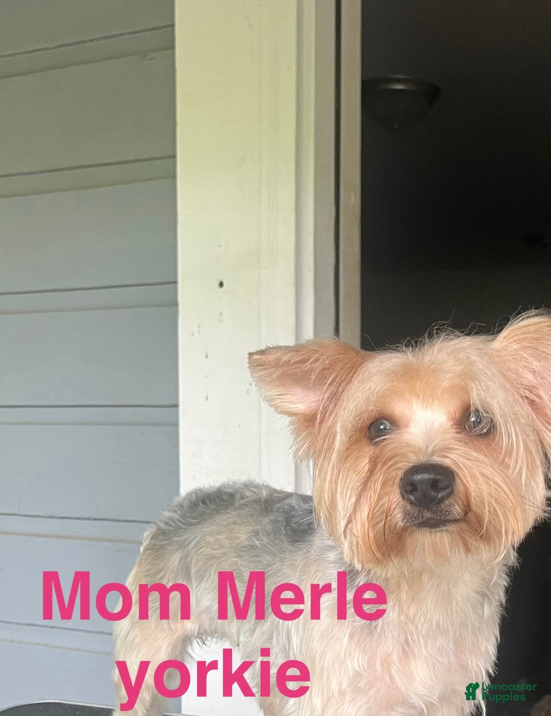 Yorkshire Terrier dogs for sale: Marcie - Image 10