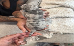 French Bulldog dogs for sale: Hero - Image 7