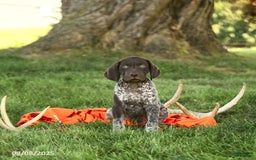 German Shorthaired Pointer dogs for sale: Brock AKC - Image 2