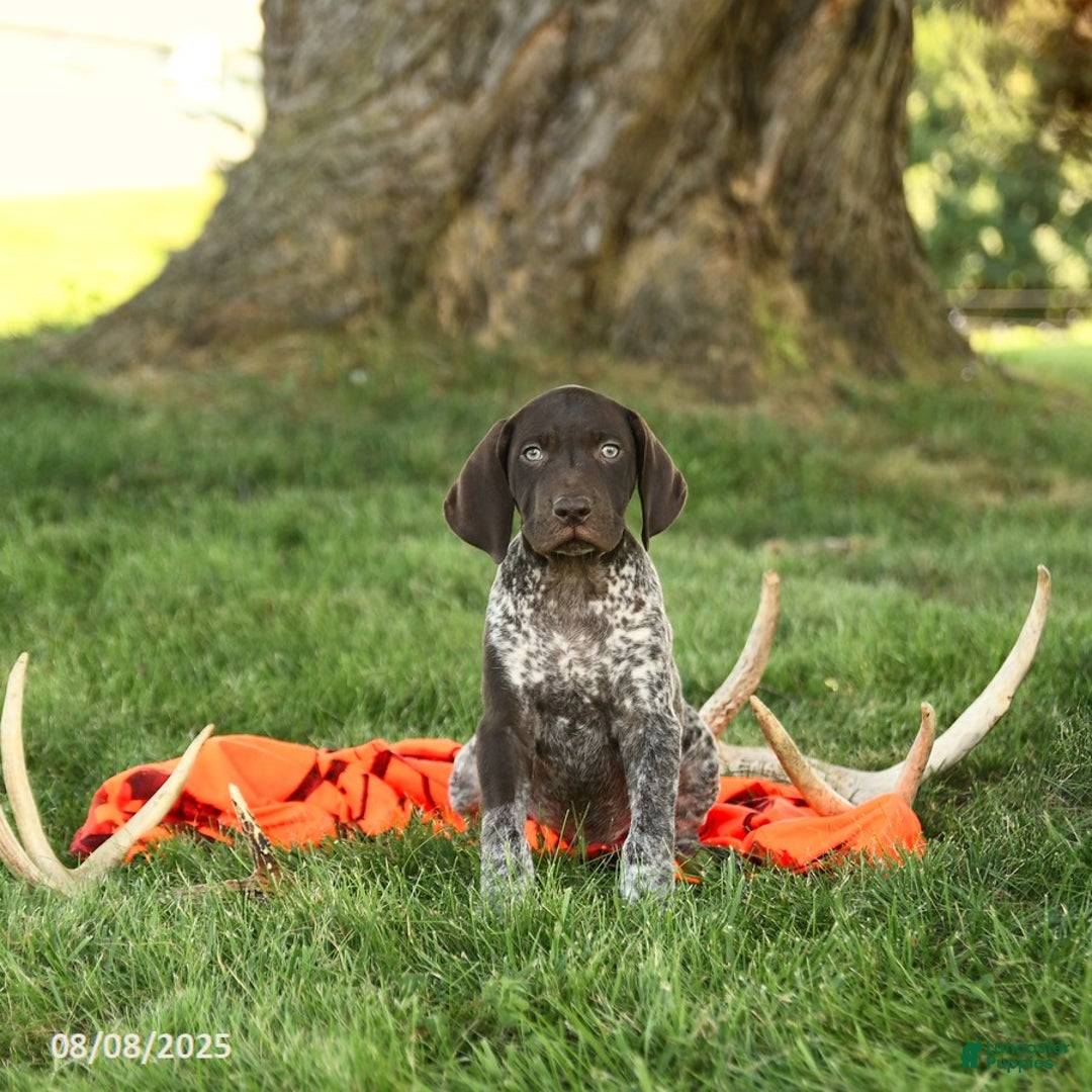 German Shorthaired Pointer dogs for sale: Brock AKC - Image 2