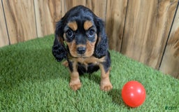 Cavalier King Charles Spaniel dogs for sale: Brin Girl 3 - Image 14