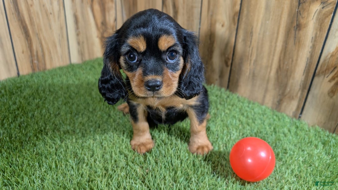 Cavalier King Charles Spaniel dogs for sale: Brin Girl 3 - Image 14