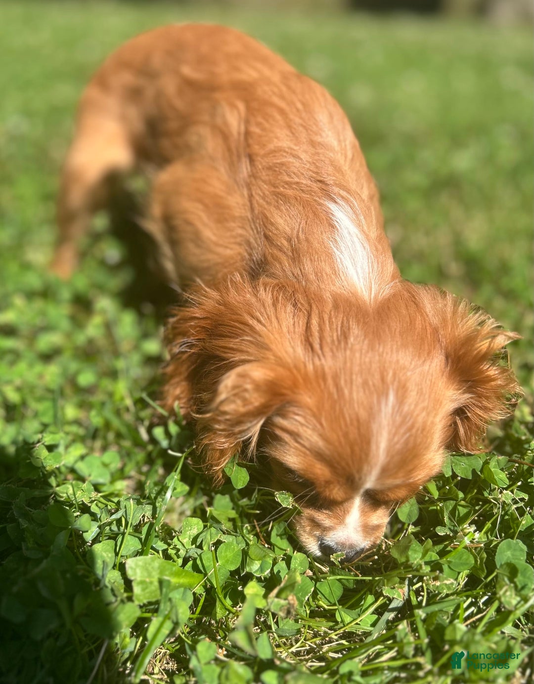 Cavalier King Charles Spaniel dogs for sale: Cola - Image 3
