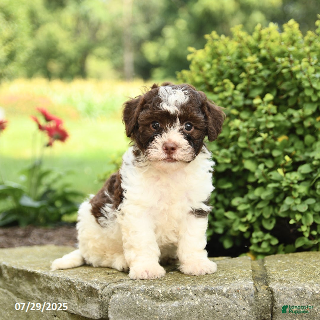 Havapoo dogs for sale: Layton - Image 2