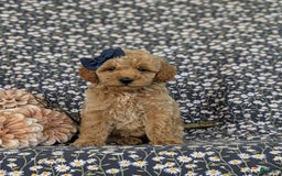 Bichpoo dogs for sale: Jewel - Image 1