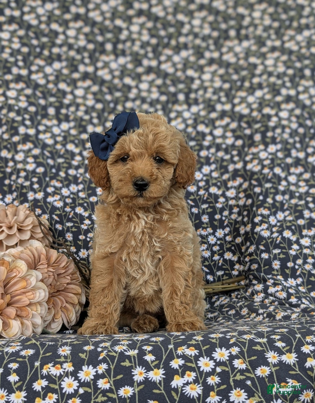 Bichpoo dogs for sale: Jewel - Image 1